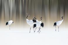 Red-crested white cranes-Ikuo Iga-Photographic Print