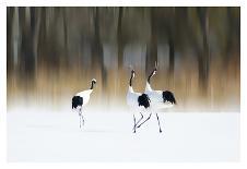 Red-crested white cranes-Ikuo Iga-Photographic Print