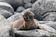 Galapagos Sea Lion Pup-Ilan Ben Tov-Framed Photographic Print