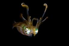 Reef Squid-Ilan Ben Tov-Framed Photographic Print