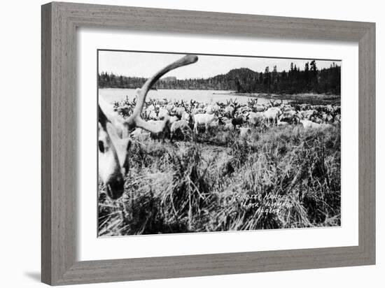 Iliamna, Alaska - View of a Reindeer Herd-Lantern Press-Framed Art Print