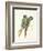 Illiger's Macaw, 1987-Mary Clare Critchley-Salmonson-Framed Giclee Print