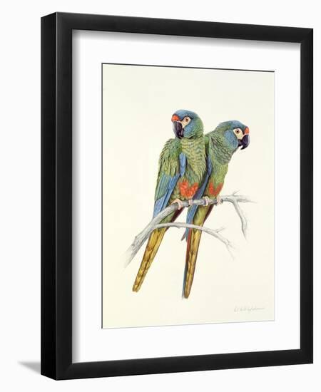 Illiger's Macaw, 1987-Mary Clare Critchley-Salmonson-Framed Giclee Print