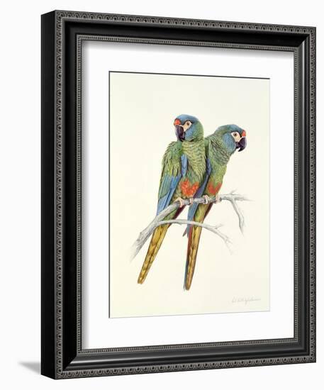 Illiger's Macaw, 1987-Mary Clare Critchley-Salmonson-Framed Giclee Print