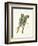 Illiger's Macaw, 1987-Mary Clare Critchley-Salmonson-Framed Giclee Print