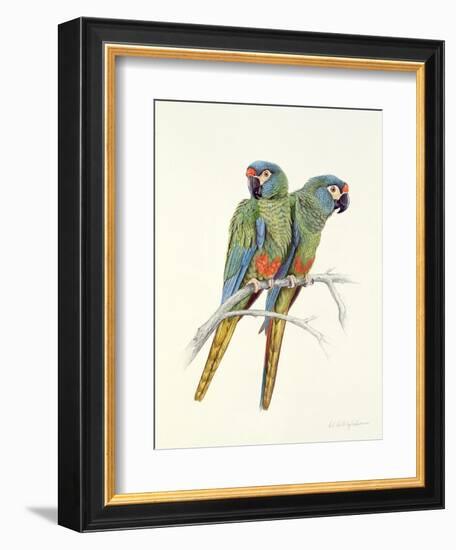 Illiger's Macaw, 1987-Mary Clare Critchley-Salmonson-Framed Giclee Print