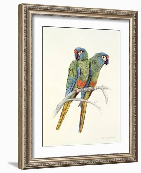 Illiger's Macaw, 1987-Mary Clare Critchley-Salmonson-Framed Giclee Print