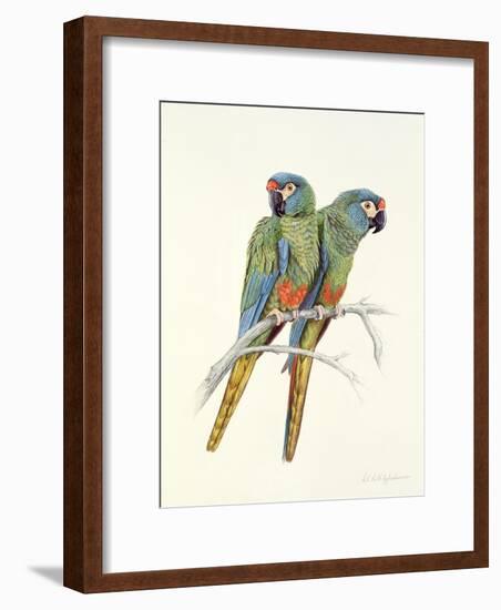 Illiger's Macaw, 1987-Mary Clare Critchley-Salmonson-Framed Giclee Print