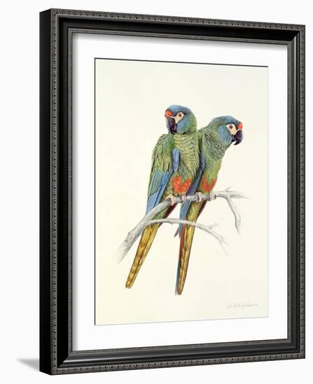 Illiger's Macaw, 1987-Mary Clare Critchley-Salmonson-Framed Giclee Print
