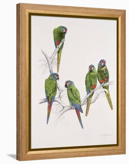 Illiger's Macaw Group, 1987-Mary Clare Critchley-Salmonson-Framed Premier Image Canvas