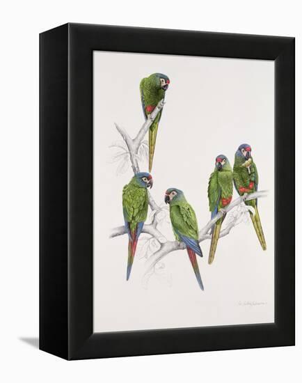 Illiger's Macaw Group, 1987-Mary Clare Critchley-Salmonson-Framed Premier Image Canvas