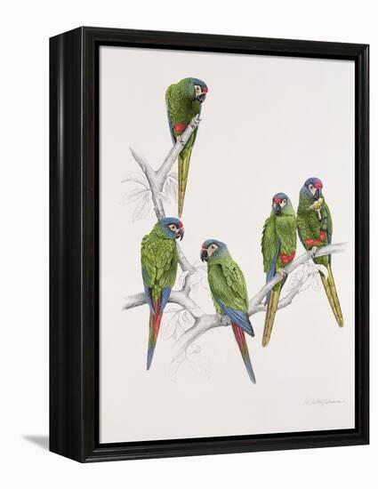 Illiger's Macaw Group, 1987-Mary Clare Critchley-Salmonson-Framed Premier Image Canvas