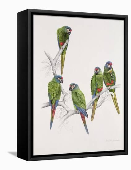 Illiger's Macaw Group, 1987-Mary Clare Critchley-Salmonson-Framed Premier Image Canvas