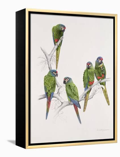 Illiger's Macaw Group, 1987-Mary Clare Critchley-Salmonson-Framed Premier Image Canvas