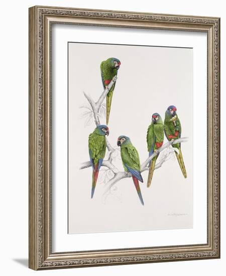 Illiger's Macaw Group, 1987-Mary Clare Critchley-Salmonson-Framed Giclee Print