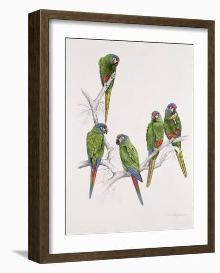 Illiger's Macaw Group, 1987-Mary Clare Critchley-Salmonson-Framed Giclee Print