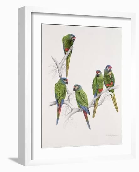 Illiger's Macaw Group, 1987-Mary Clare Critchley-Salmonson-Framed Giclee Print