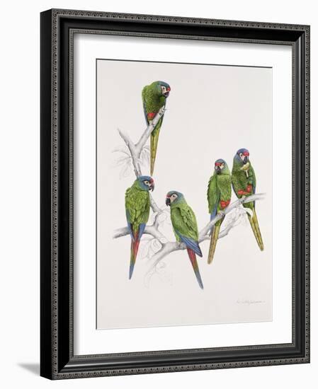 Illiger's Macaw Group, 1987-Mary Clare Critchley-Salmonson-Framed Giclee Print