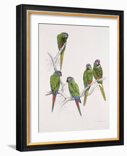 Illiger's Macaw Group, 1987-Mary Clare Critchley-Salmonson-Framed Giclee Print