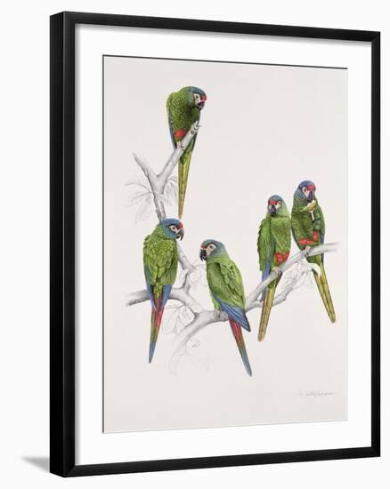 Illiger's Macaw Group, 1987-Mary Clare Critchley-Salmonson-Framed Giclee Print