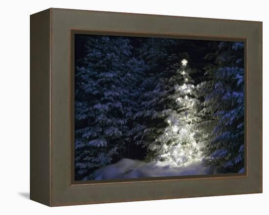 Illuminated Christmas Tree in Snow-Larry Williams-Framed Premier Image Canvas