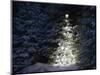 Illuminated Christmas Tree in Snow-Larry Williams-Mounted Photographic Print