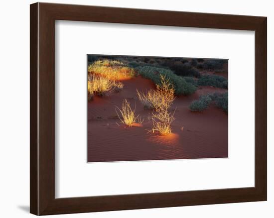 Illuminated grass, Valley of Fire State Park, Nevada, USA-Michel Hersen-Framed Photographic Print