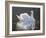 Illuminated Swan-Bruce Dumas-Framed Giclee Print