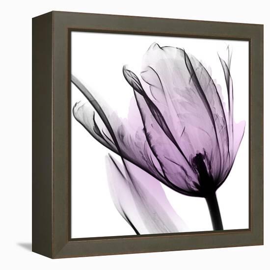 Illuminated Tulip-Albert Koetsier-Framed Stretched Canvas