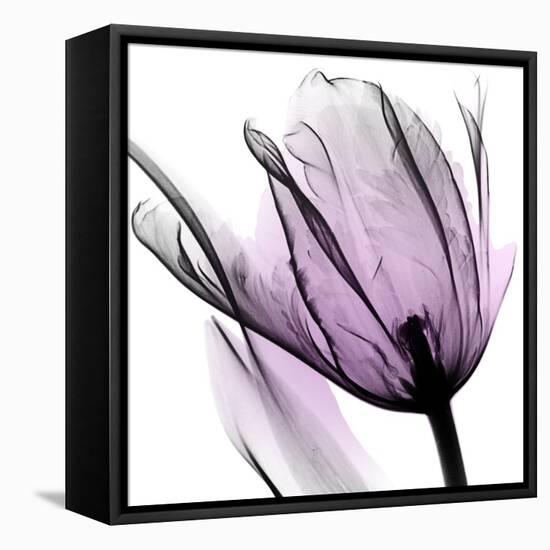 Illuminated Tulip-Albert Koetsier-Framed Stretched Canvas