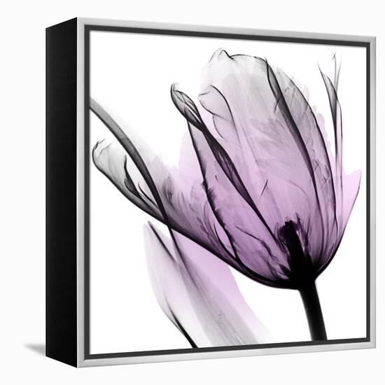 Illuminated Tulip-Albert Koetsier-Framed Stretched Canvas