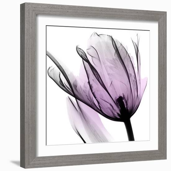 Illuminated Tulip-Albert Koetsier-Framed Photographic Print