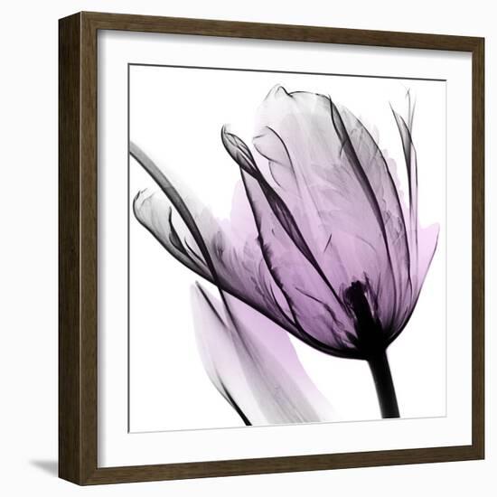 Illuminated Tulip-Albert Koetsier-Framed Photographic Print