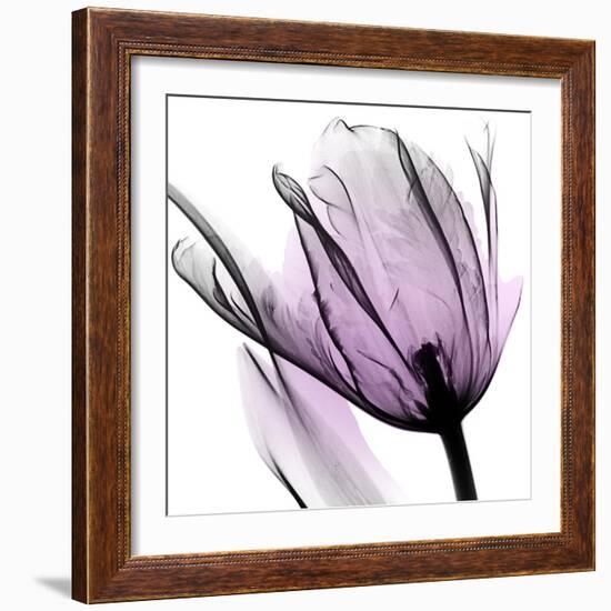 Illuminated Tulip-Albert Koetsier-Framed Photographic Print