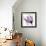 Illuminated Tulip-Albert Koetsier-Framed Photographic Print displayed on a wall