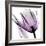 Illuminated Tulip-Albert Koetsier-Framed Photographic Print