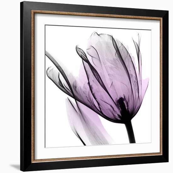 Illuminated Tulip-Albert Koetsier-Framed Photographic Print