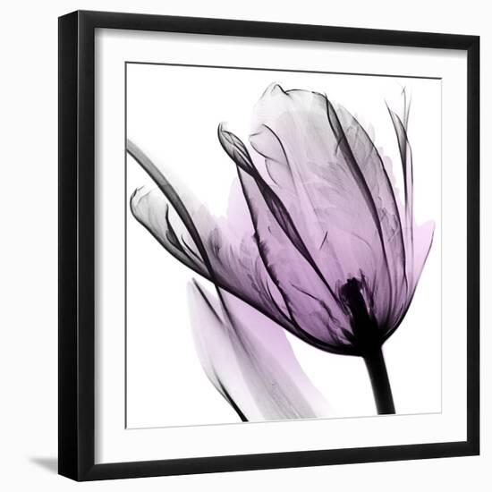 Illuminated Tulip-Albert Koetsier-Framed Photographic Print