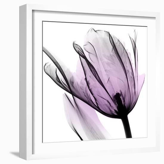 Illuminated Tulip-Albert Koetsier-Framed Photographic Print