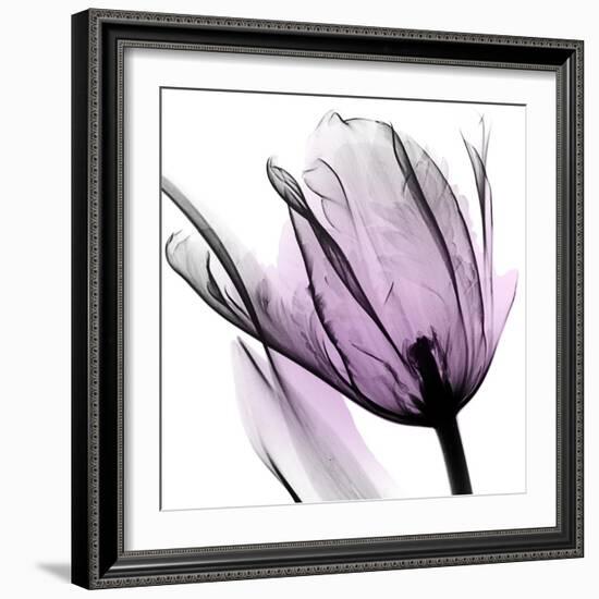 Illuminated Tulip-Albert Koetsier-Framed Photographic Print