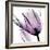 Illuminated Tulip-Albert Koetsier-Framed Photographic Print