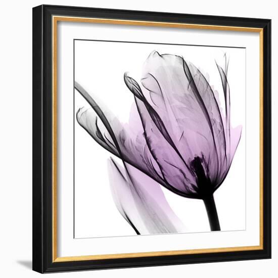 Illuminated Tulip-Albert Koetsier-Framed Photographic Print