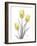 Illuminating Tulip Trio 2-Albert Koetsier-Framed Photographic Print