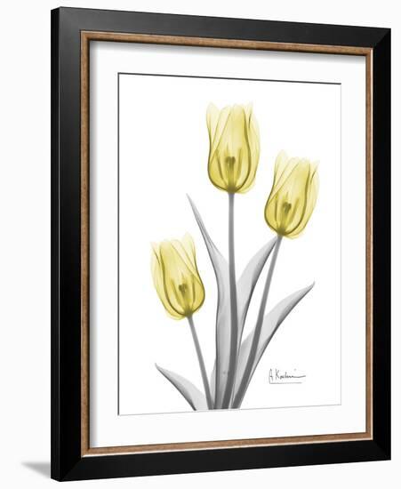 Illuminating Tulip Trio 2-Albert Koetsier-Framed Photographic Print