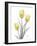 Illuminating Tulip Trio 2-Albert Koetsier-Framed Photographic Print