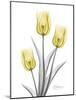Illuminating Tulip Trio 2-Albert Koetsier-Mounted Photographic Print
