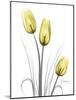 Illuminating Tulip Trio-Albert Koetsier-Mounted Photographic Print