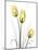 Illuminating Tulip Trio-Albert Koetsier-Mounted Photographic Print