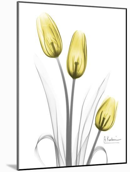 Illuminating Tulip Trio-Albert Koetsier-Mounted Photographic Print