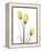 Illuminating Tulip Trio-Albert Koetsier-Framed Premier Image Canvas